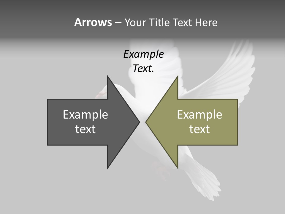 Purity Isolated Feather PowerPoint Template