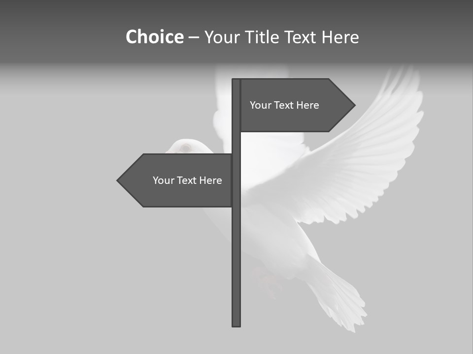 Purity Isolated Feather PowerPoint Template