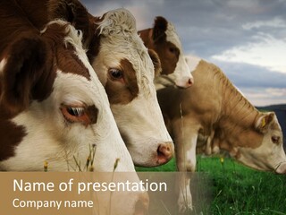 Agricultural Village Calf PowerPoint Template