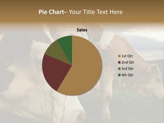 Agricultural Village Calf PowerPoint Template