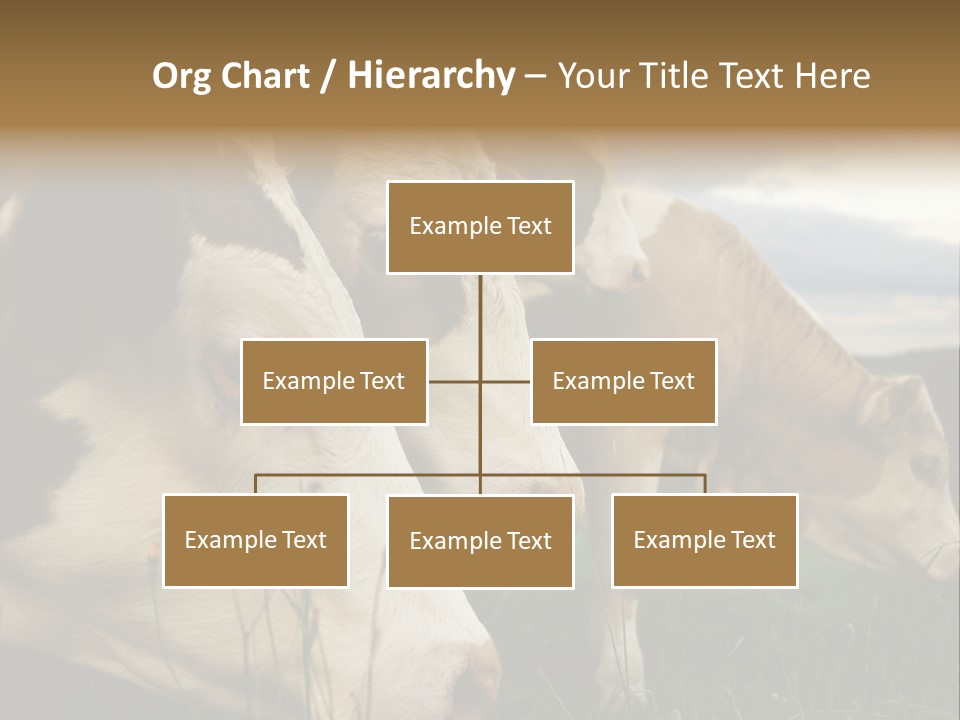 Agricultural Village Calf PowerPoint Template