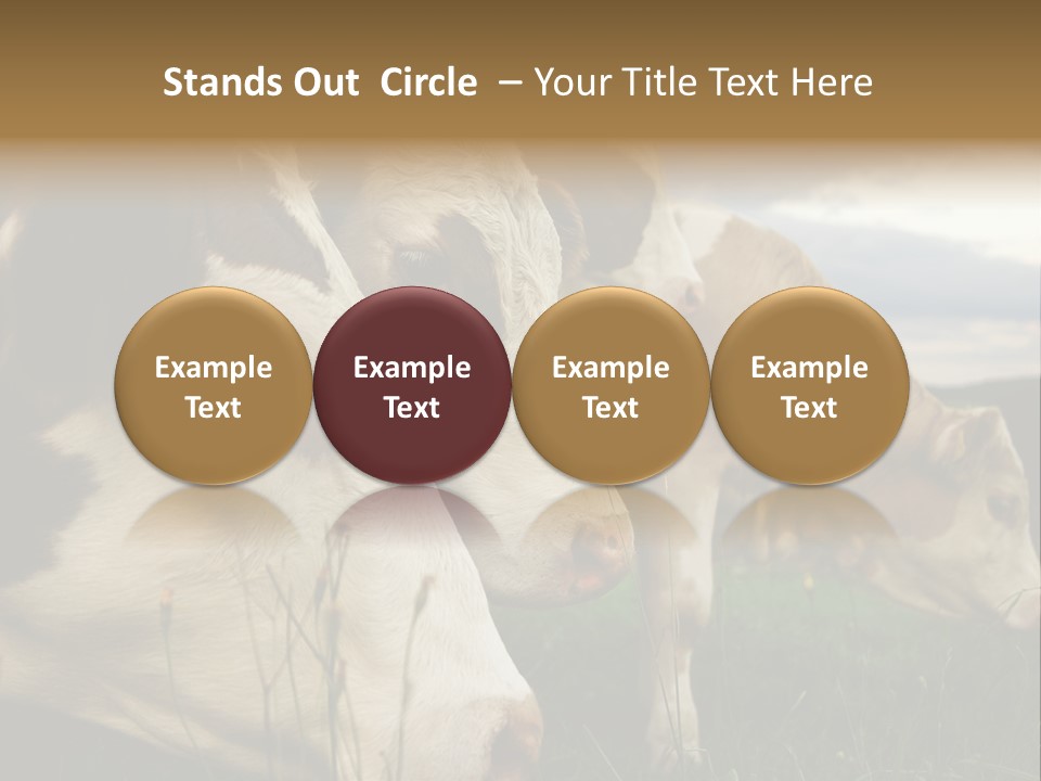 Agricultural Village Calf PowerPoint Template
