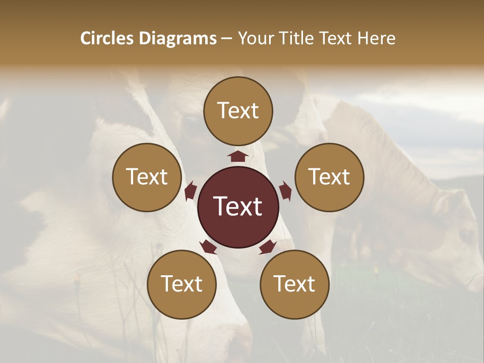 Agricultural Village Calf PowerPoint Template