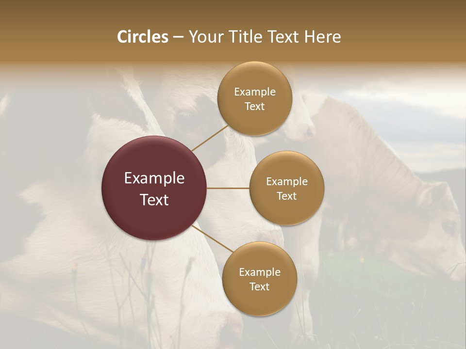 Agricultural Village Calf PowerPoint Template