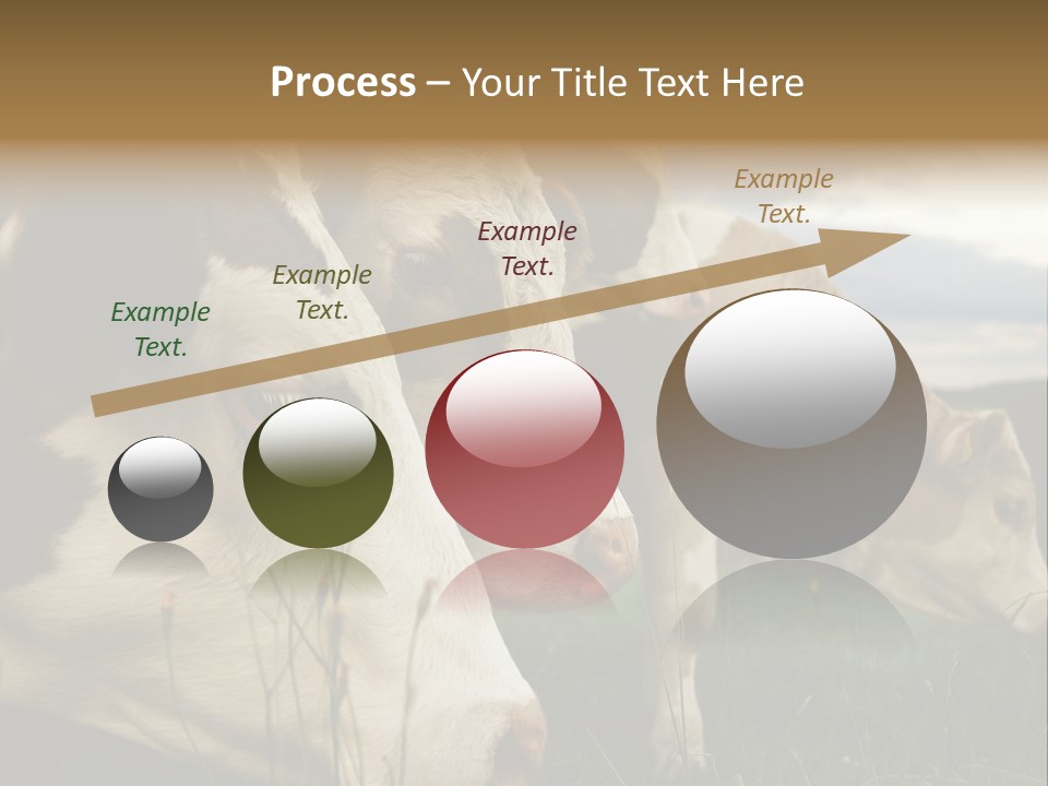 Agricultural Village Calf PowerPoint Template