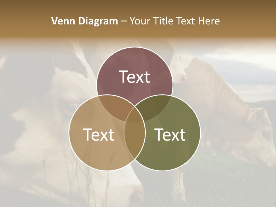 Agricultural Village Calf PowerPoint Template
