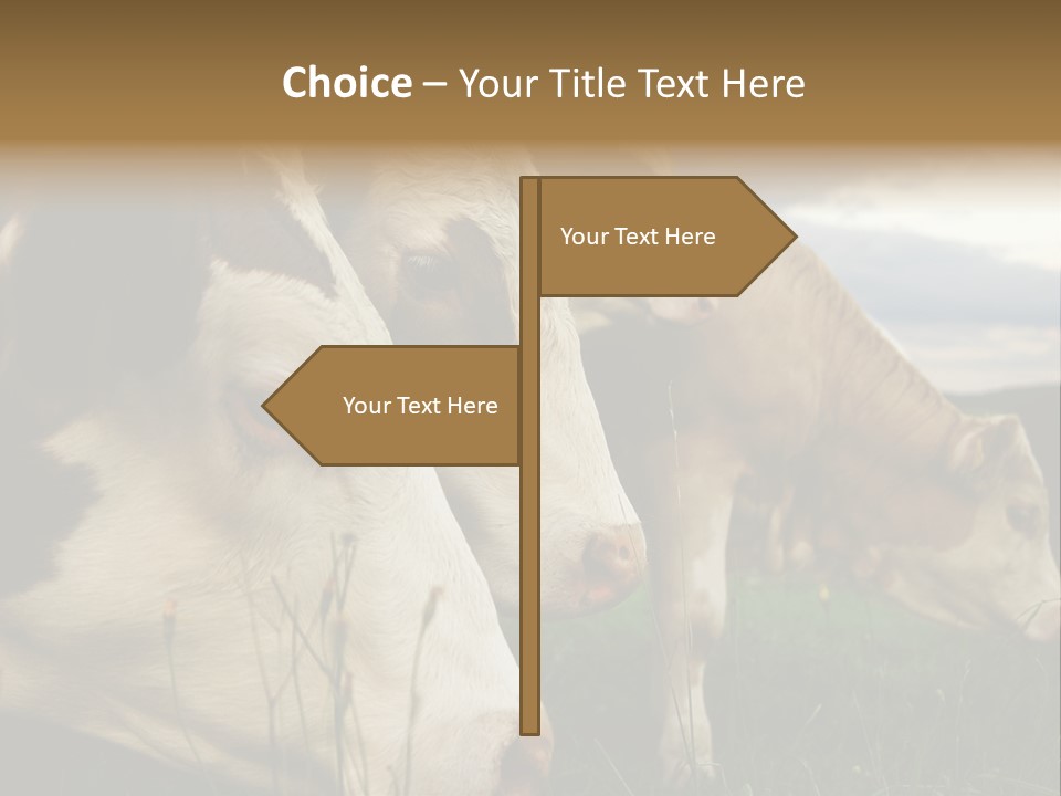 Agricultural Village Calf PowerPoint Template