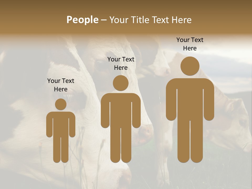 Agricultural Village Calf PowerPoint Template