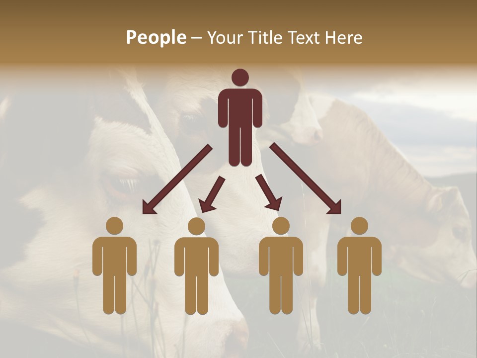 Agricultural Village Calf PowerPoint Template