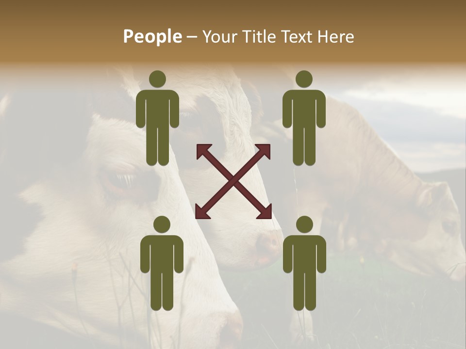 Agricultural Village Calf PowerPoint Template