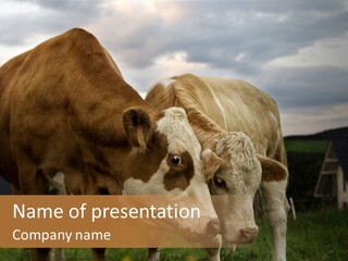 Cow Agricultural Village PowerPoint Template