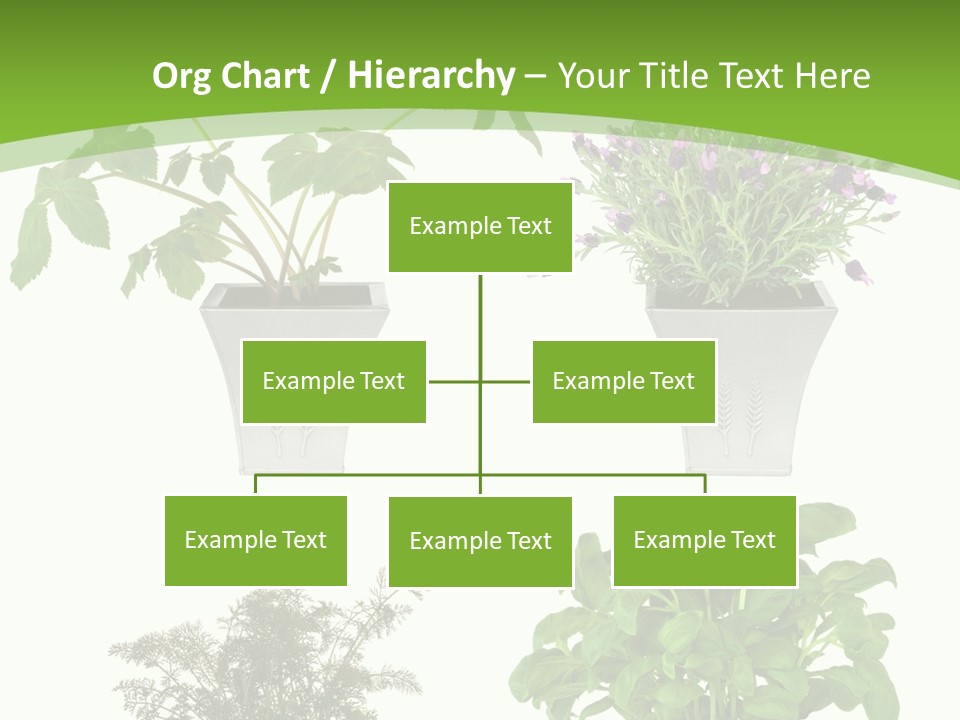 Plant Drug Remedy PowerPoint Template