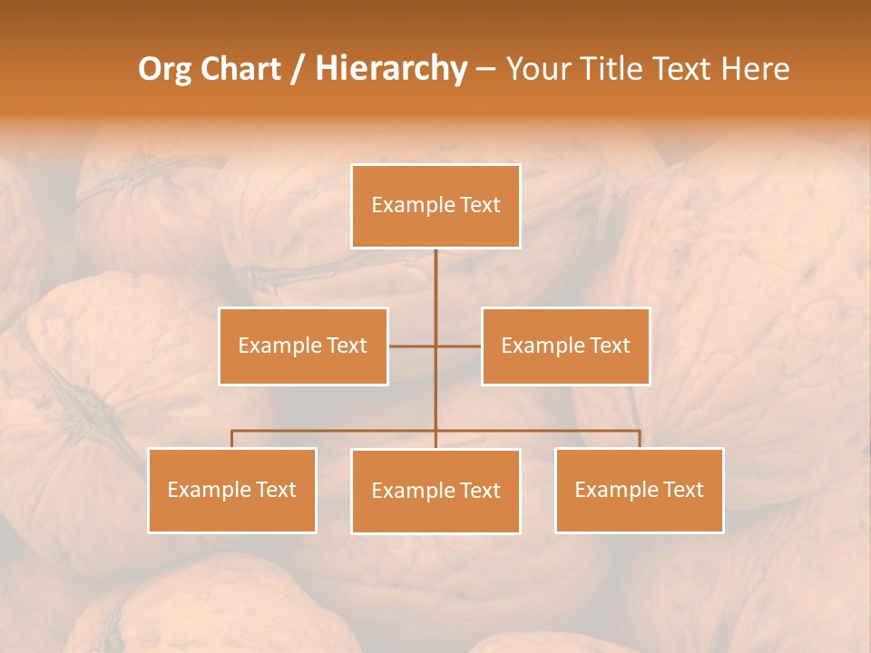 Shell Walnut Nut PowerPoint Template