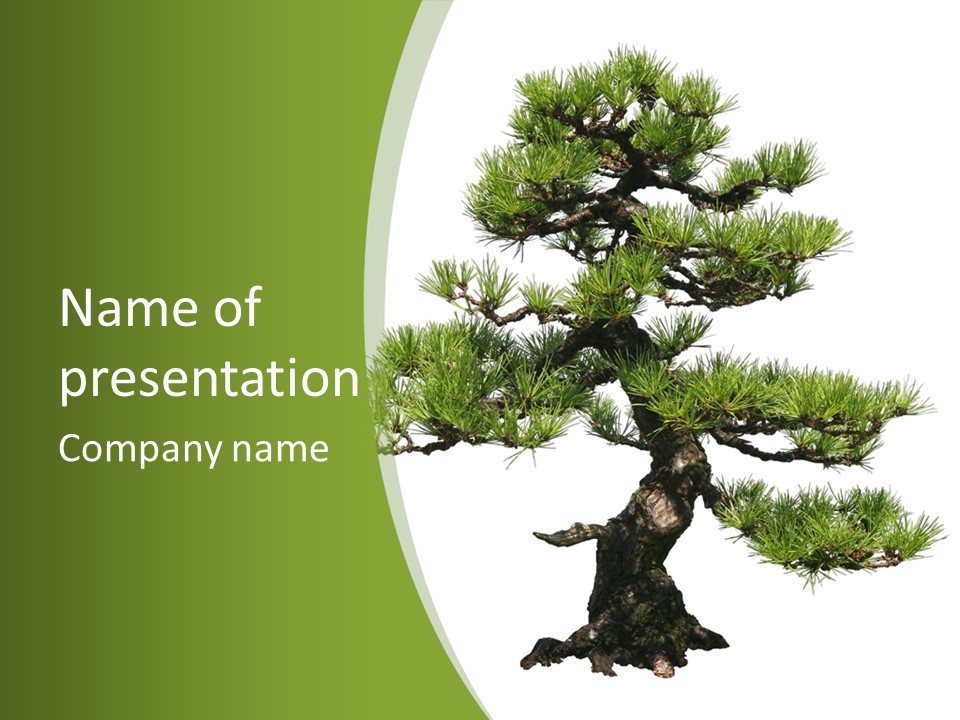 Leaf Pine Gnarled PowerPoint Template