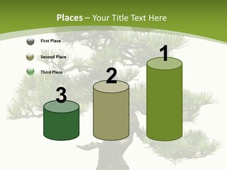 Leaf Pine Gnarled PowerPoint Template