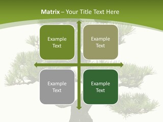 Leaf Pine Gnarled PowerPoint Template