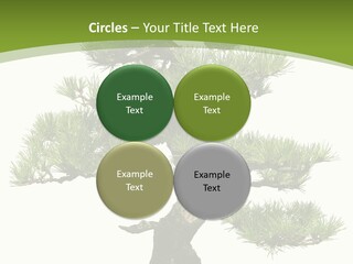Leaf Pine Gnarled PowerPoint Template