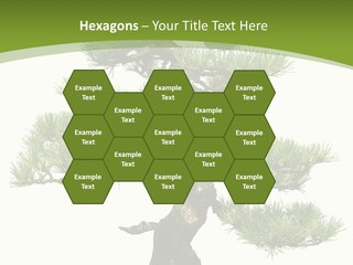 Leaf Pine Gnarled PowerPoint Template