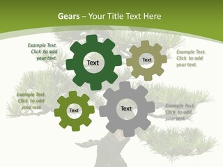 Leaf Pine Gnarled PowerPoint Template