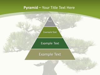 Leaf Pine Gnarled PowerPoint Template