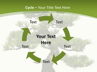 Leaf Pine Gnarled PowerPoint Template