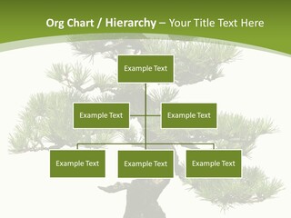 Leaf Pine Gnarled PowerPoint Template