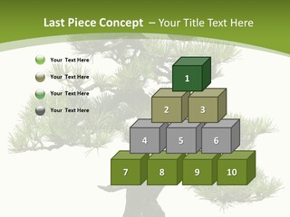 Leaf Pine Gnarled PowerPoint Template