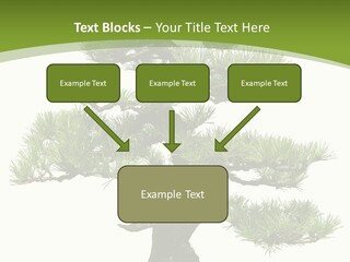 Leaf Pine Gnarled PowerPoint Template