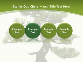 Leaf Pine Gnarled PowerPoint Template