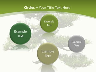 Leaf Pine Gnarled PowerPoint Template