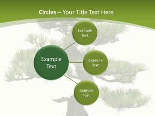 Leaf Pine Gnarled PowerPoint Template