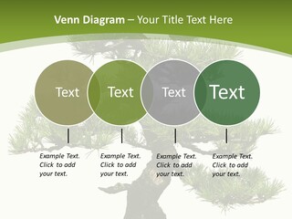 Leaf Pine Gnarled PowerPoint Template