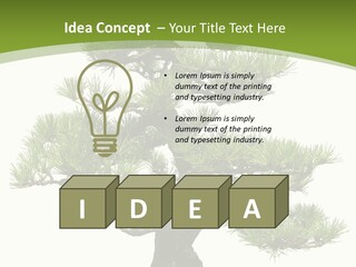 Leaf Pine Gnarled PowerPoint Template
