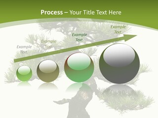 Leaf Pine Gnarled PowerPoint Template