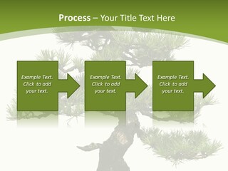 Leaf Pine Gnarled PowerPoint Template