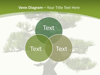 Leaf Pine Gnarled PowerPoint Template