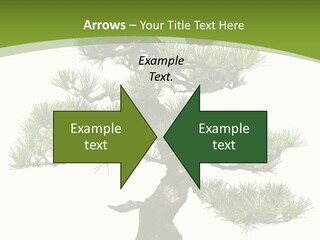 Leaf Pine Gnarled PowerPoint Template