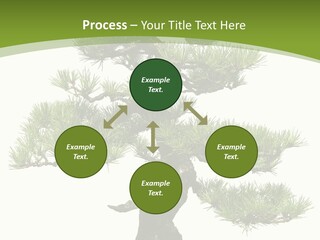 Leaf Pine Gnarled PowerPoint Template