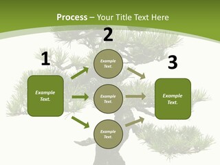 Leaf Pine Gnarled PowerPoint Template