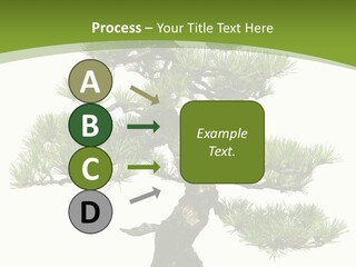 Leaf Pine Gnarled PowerPoint Template