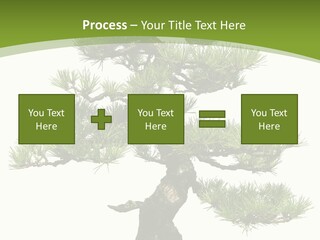 Leaf Pine Gnarled PowerPoint Template