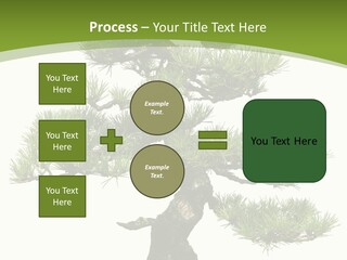 Leaf Pine Gnarled PowerPoint Template