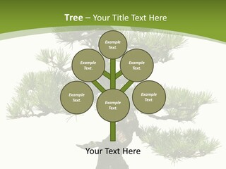 Leaf Pine Gnarled PowerPoint Template