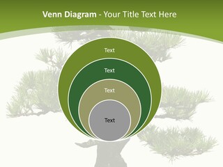 Leaf Pine Gnarled PowerPoint Template