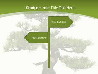 Leaf Pine Gnarled PowerPoint Template