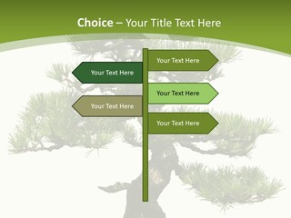 Leaf Pine Gnarled PowerPoint Template