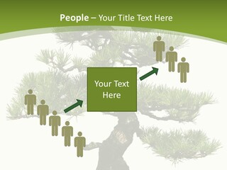 Leaf Pine Gnarled PowerPoint Template