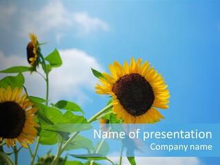 Colour Background Oil PowerPoint Template