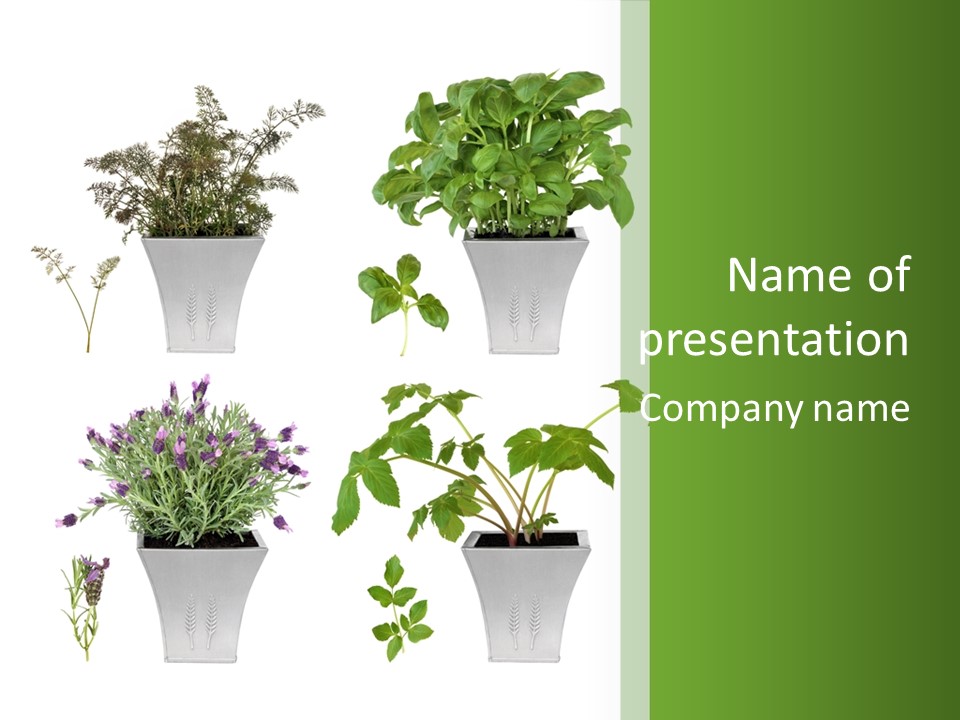 Organic Seasoning Medicinal PowerPoint Template