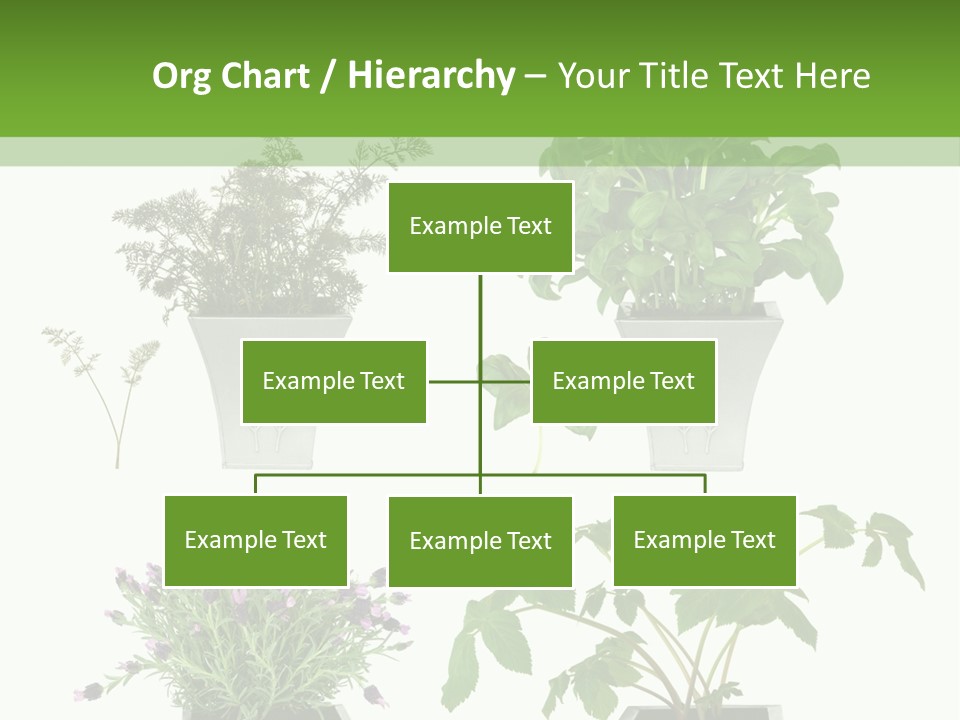 Organic Seasoning Medicinal PowerPoint Template